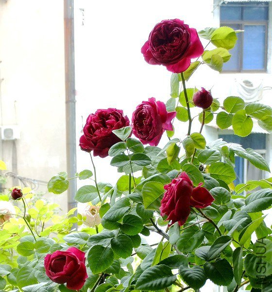 241f95cad1c8a78651085e606609c93d70cf50b9.jpg