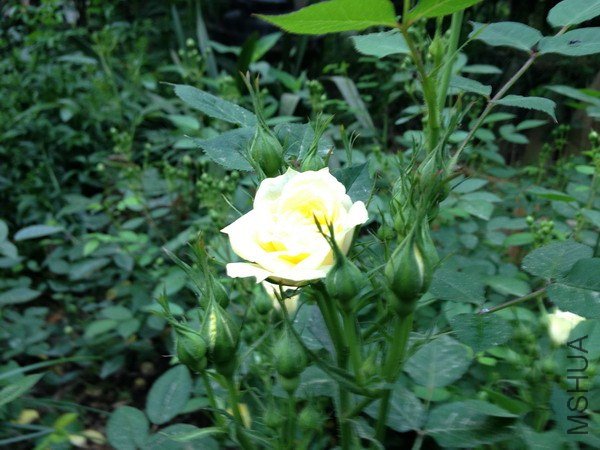 ��Ƭ 111_��С��С.jpg