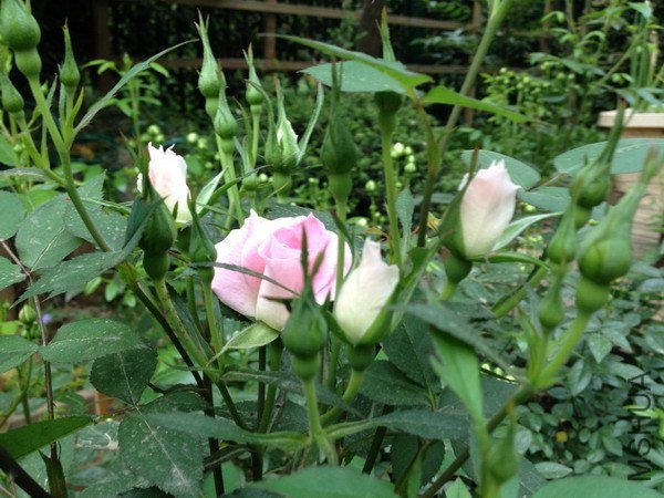 ��Ƭ 112_��С��С.jpg