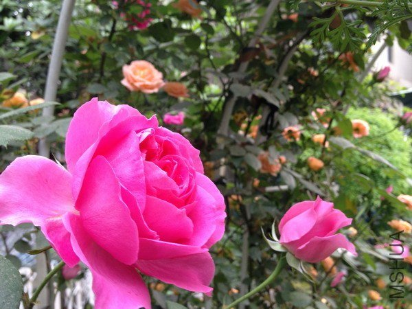 ��Ƭ 116_��С��С.jpg