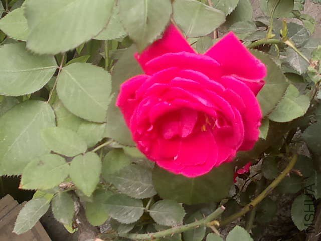 20130418384.jpg