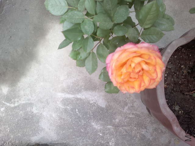 20130418382.jpg