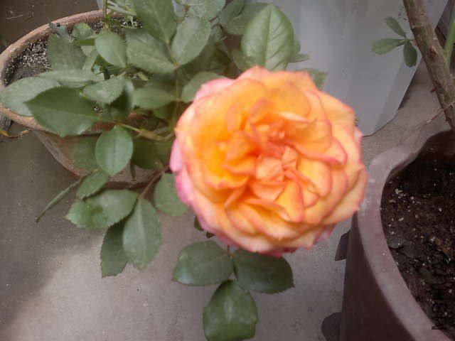 20130418381.jpg