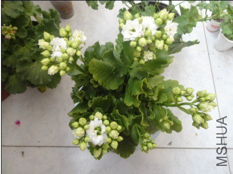 ���ٰ�����ͷ����һ����12ת��