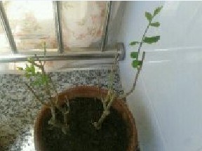 �����ֵ�������������