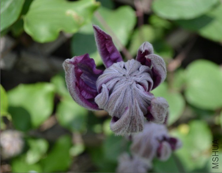 ޱ������