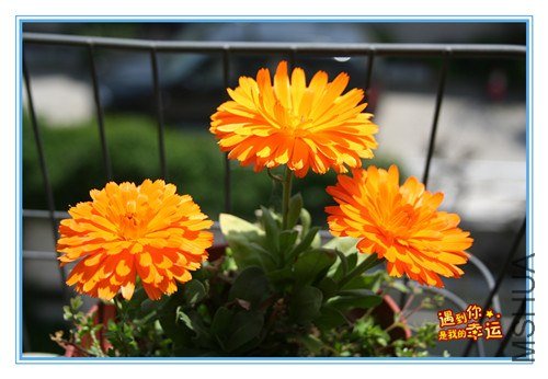 ��Ƭ 100_����.jpg