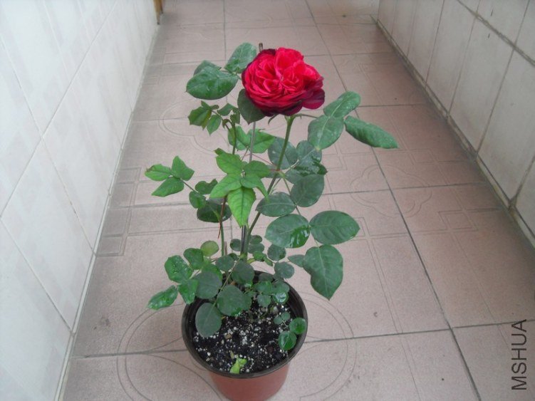 SDC17924.JPG