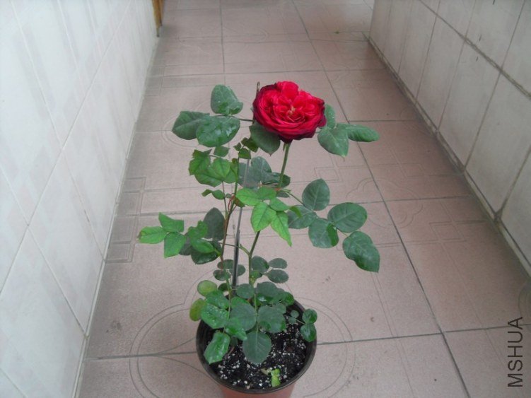 SDC17925.JPG