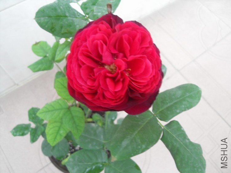 SDC17926.JPG