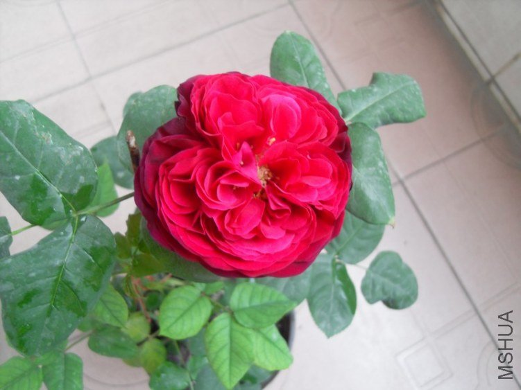 SDC17927.JPG
