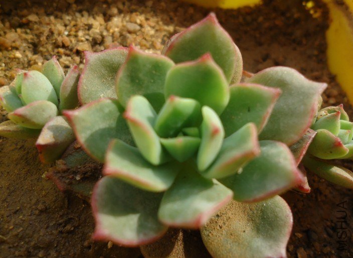 ��ͷ  ����Ⱥ����