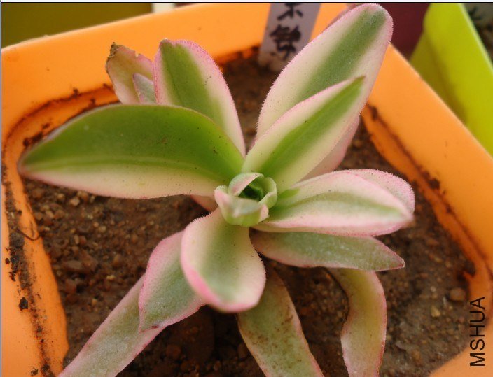 ��ƫ�˹�   ���Ϳ���