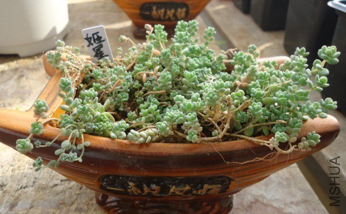 һ����˳��  