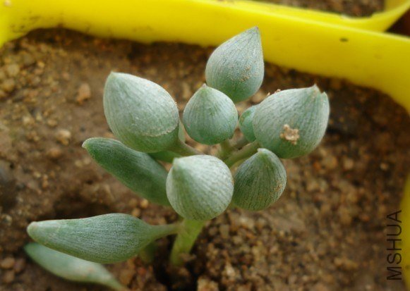 ����һ��  55  