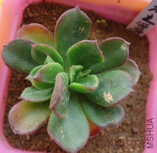 �������ôϲ��