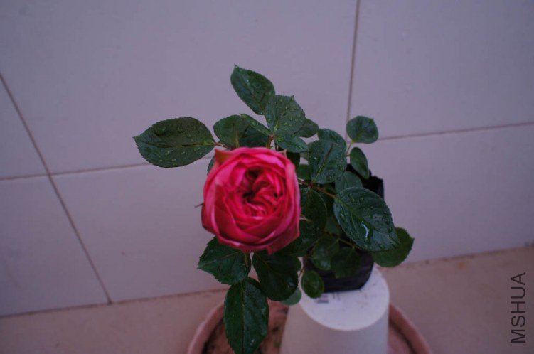 DSC00432.jpg
