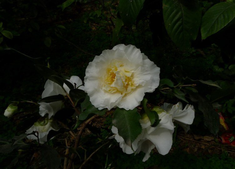 P2070542.jpg