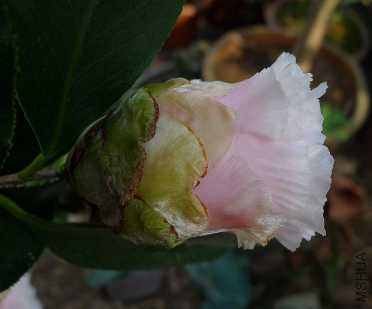 P2000105.jpg