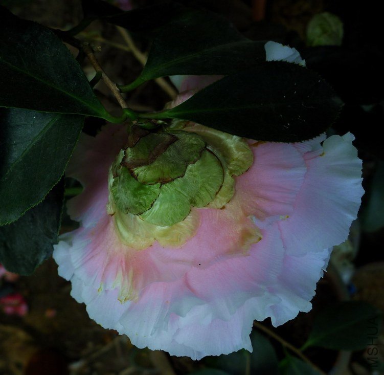 P2000108.jpg