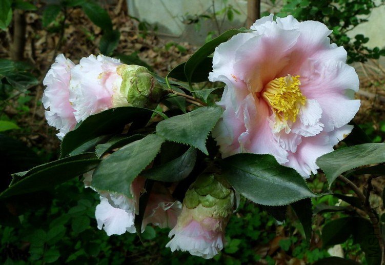P2070702.jpg