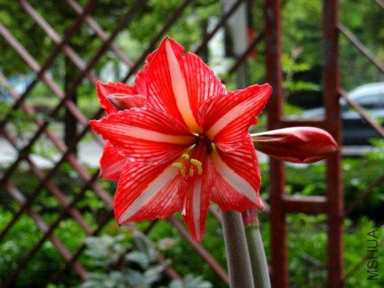 DSC00423_conew1.jpg