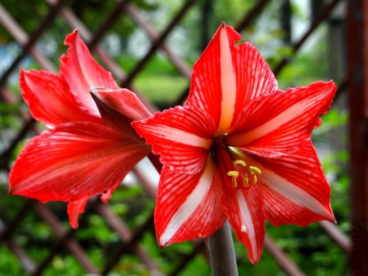 DSC00425_conew1.jpg