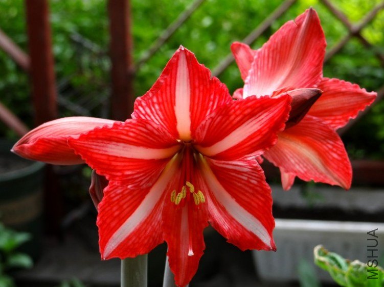 DSC00437_conew1.jpg