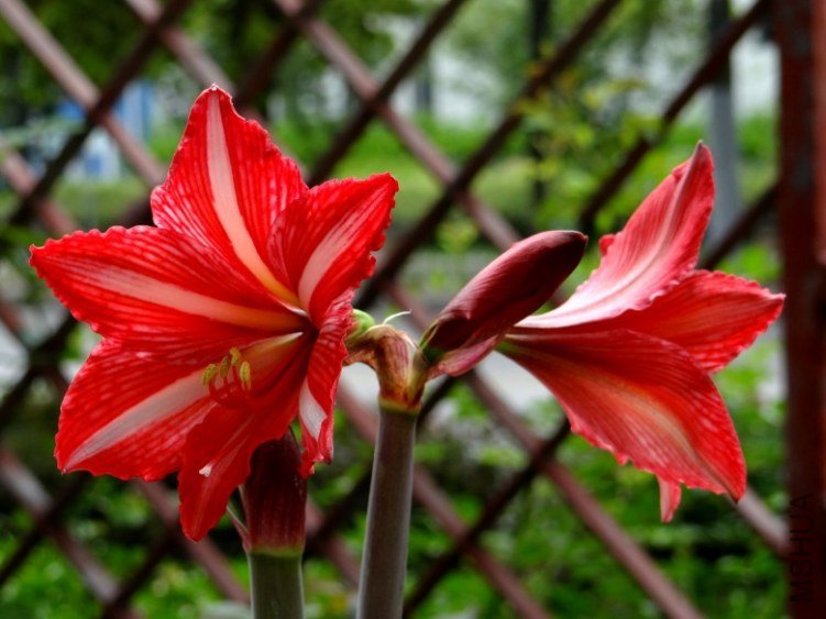 DSC00428_conew1.jpg