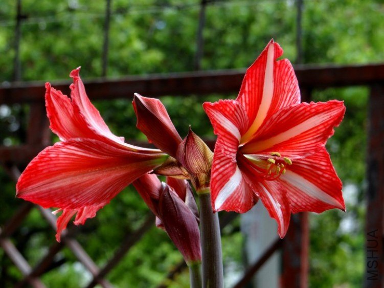 DSC00434_conew1.jpg
