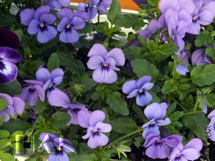 DSCF2658.JPG