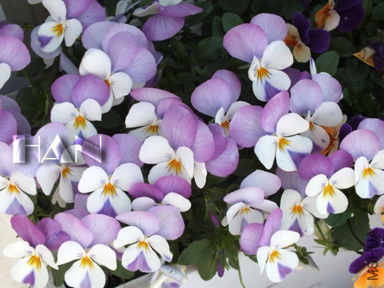 DSCF2940.JPG