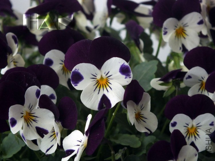 DSCF2638.JPG
