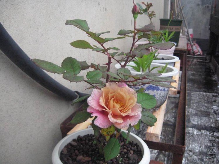 ������С IMG_0496.JPG