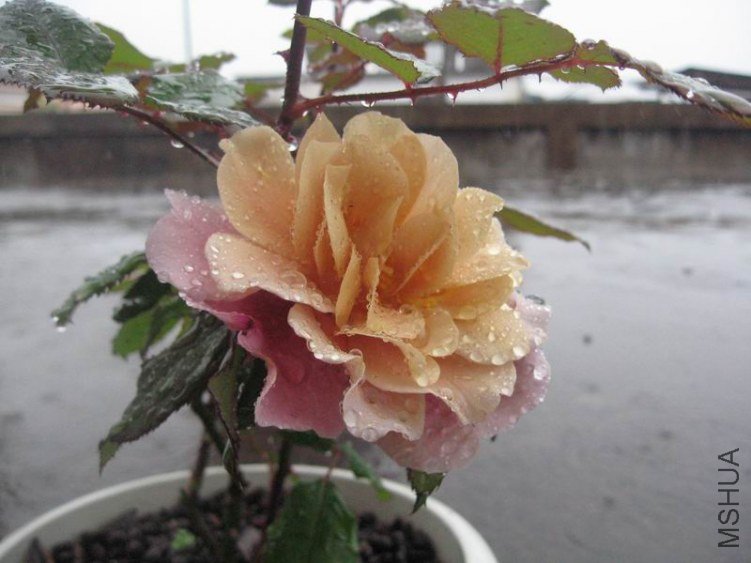 ������С IMG_0500.JPG