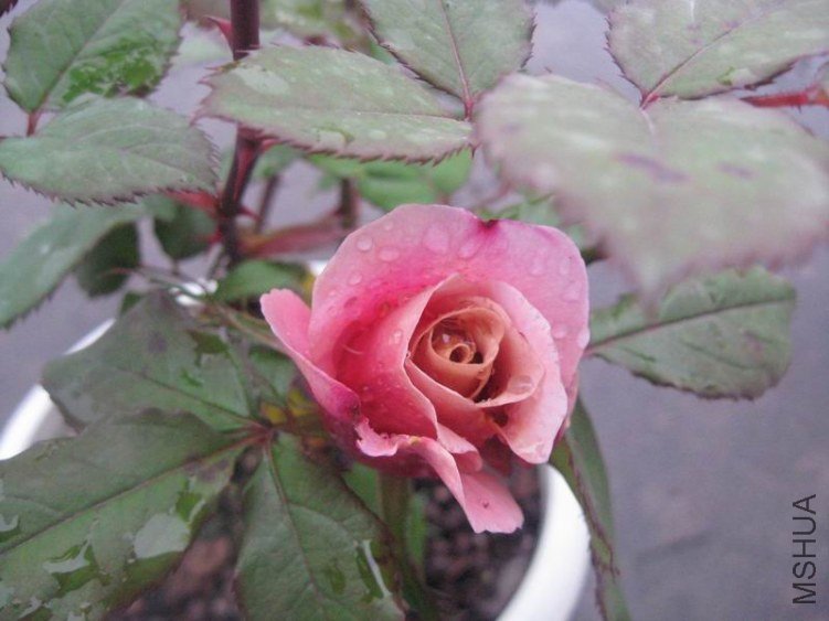������С IMG_0481.JPG