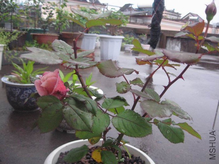 ������С IMG_0482.JPG