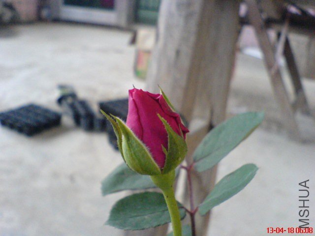 DSC00006.jpg