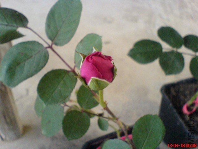 DSC00007.jpg