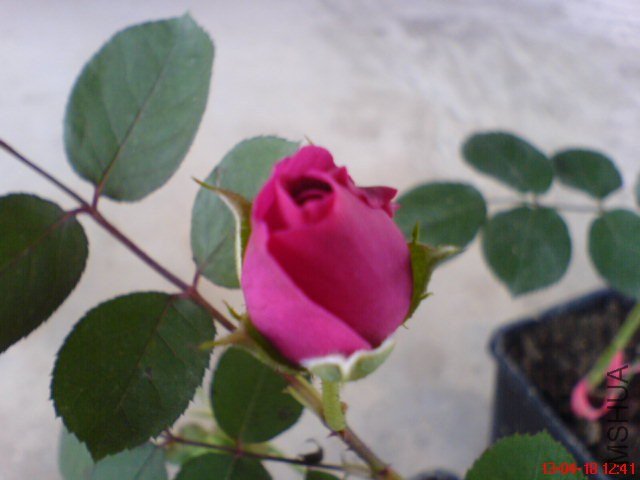 DSC00031(01).jpg