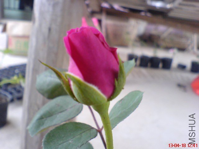 DSC00032.jpg
