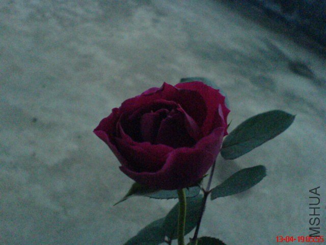 DSC00035.jpg