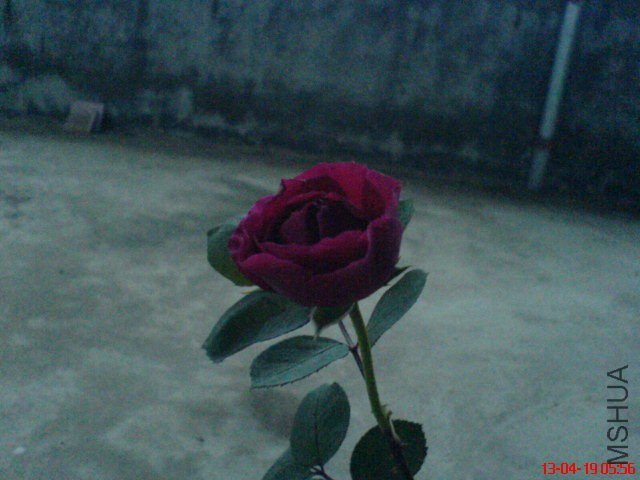 DSC00037.jpg