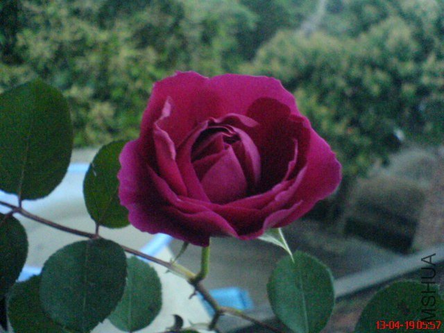 DSC00039(02).jpg