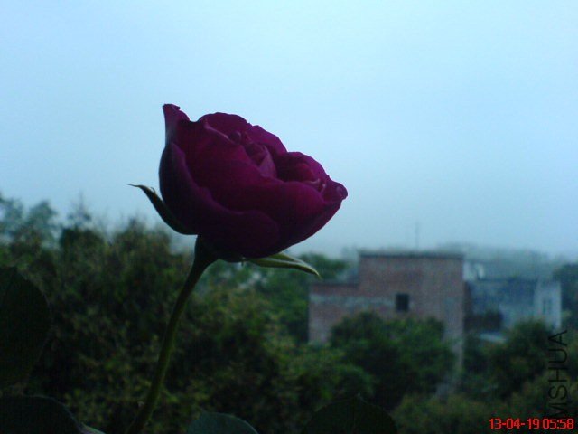 DSC00041.jpg