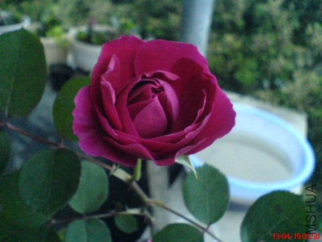 DSC00043.jpg