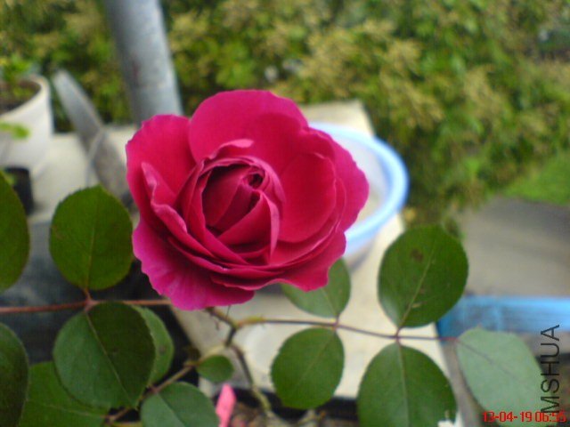 DSC00057(01).jpg