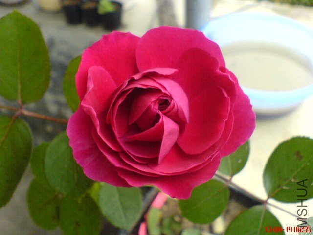 DSC00058(01).jpg