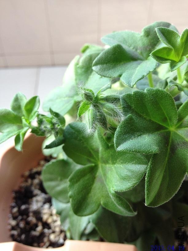 ����õ�� 2013.04.19��2��.JPG