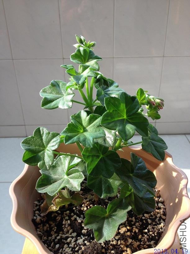 ��Ů�� 2013.04.19��1��.JPG